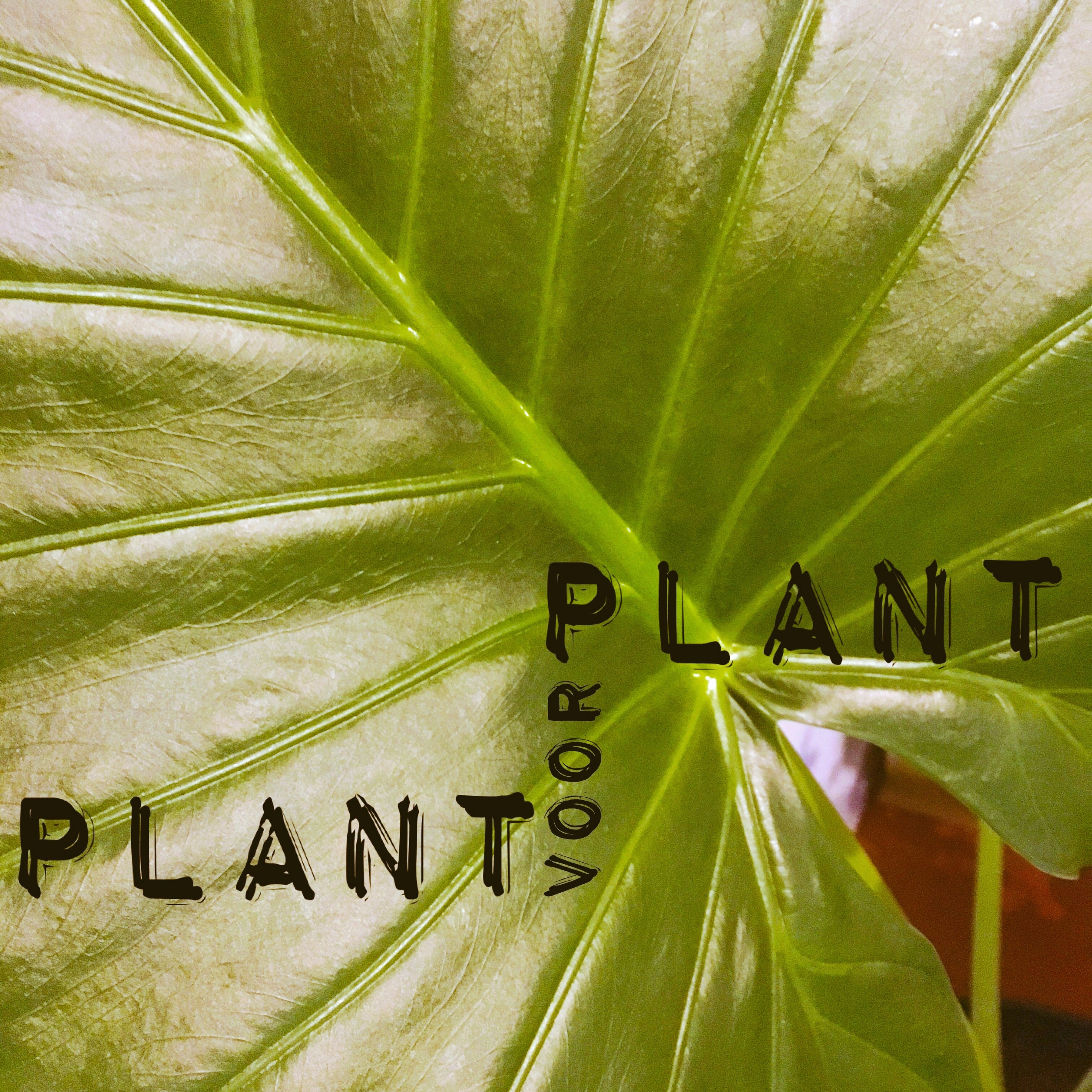 Plant voor Plant